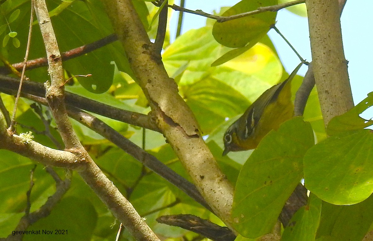 Black-eared Shrike-Babbler - ML409838591