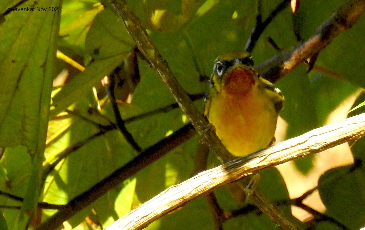 Black-eared Shrike-Babbler - ML409838601
