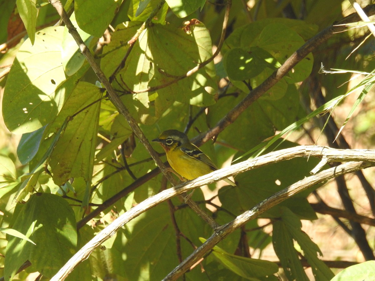 Black-eared Shrike-Babbler - ML409838611
