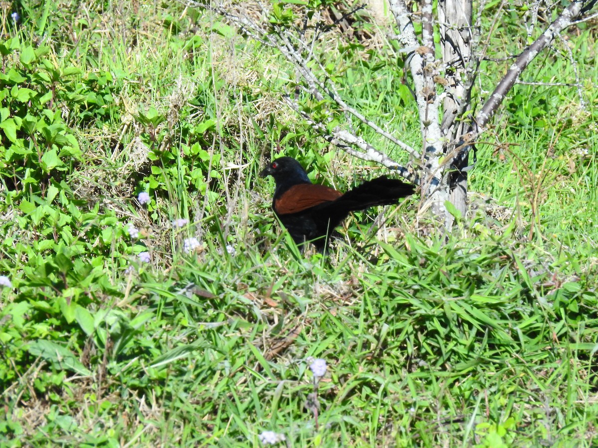 Greater Coucal - ML409839141