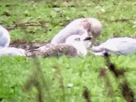 Lesser Black-backed Gull - ML40983921