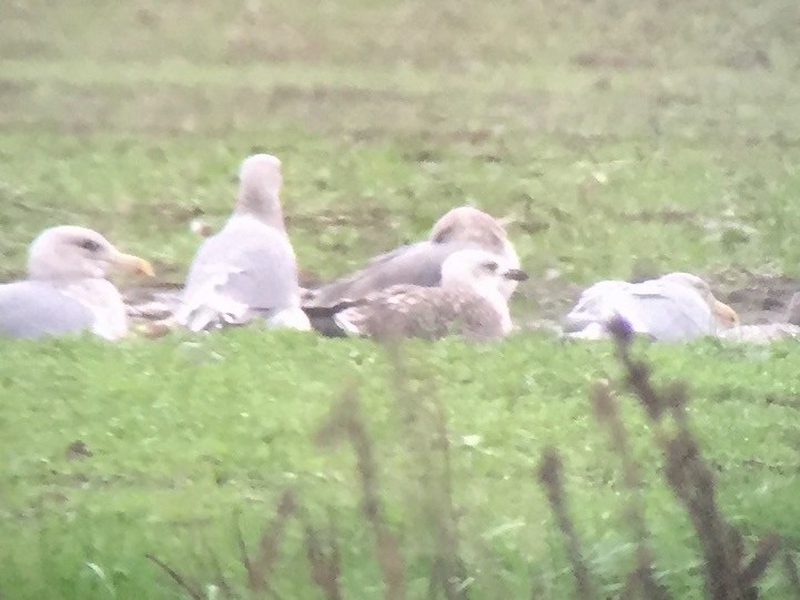 Lesser Black-backed Gull - ML40983931