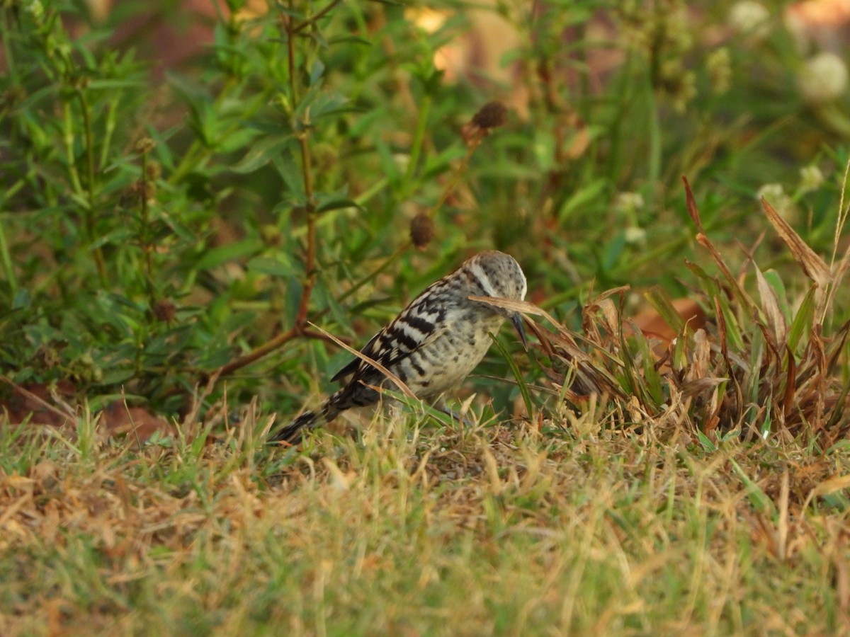 Stripe-backed Wren - ML409839851