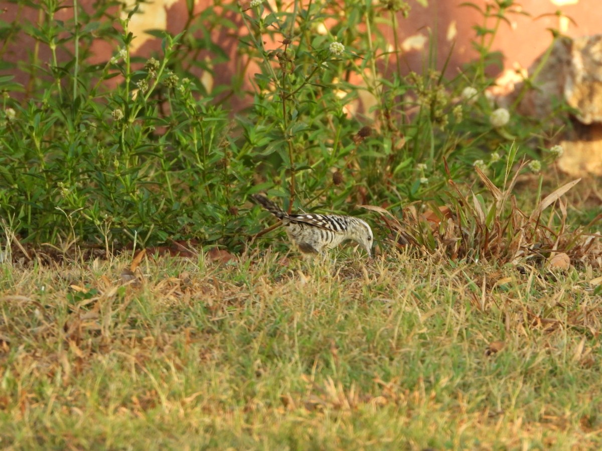 Stripe-backed Wren - ML409839861