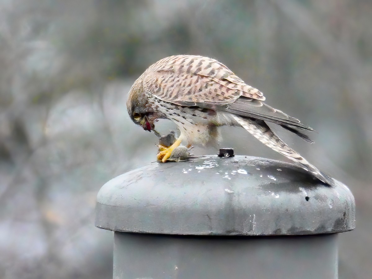 Turmfalke - ML409840911