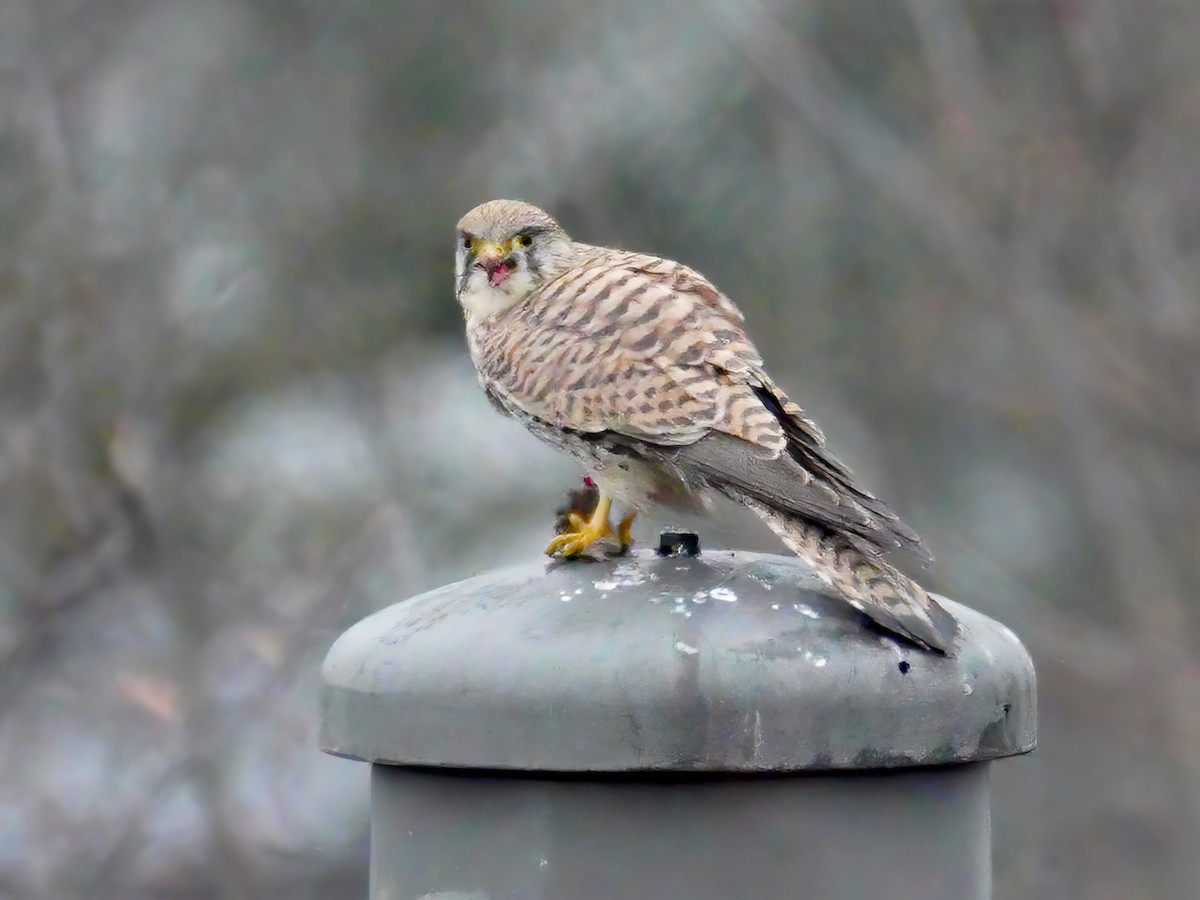 Turmfalke - ML409840921