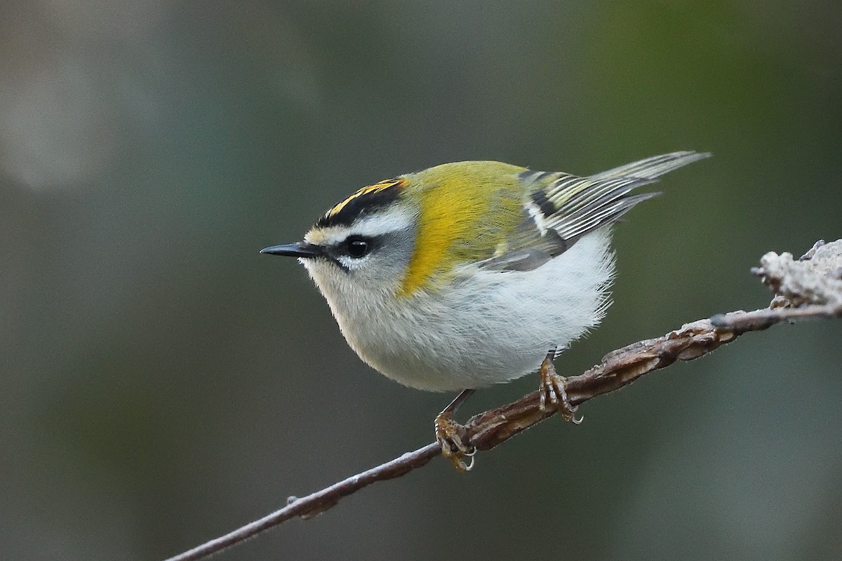Common Firecrest - ML409841961