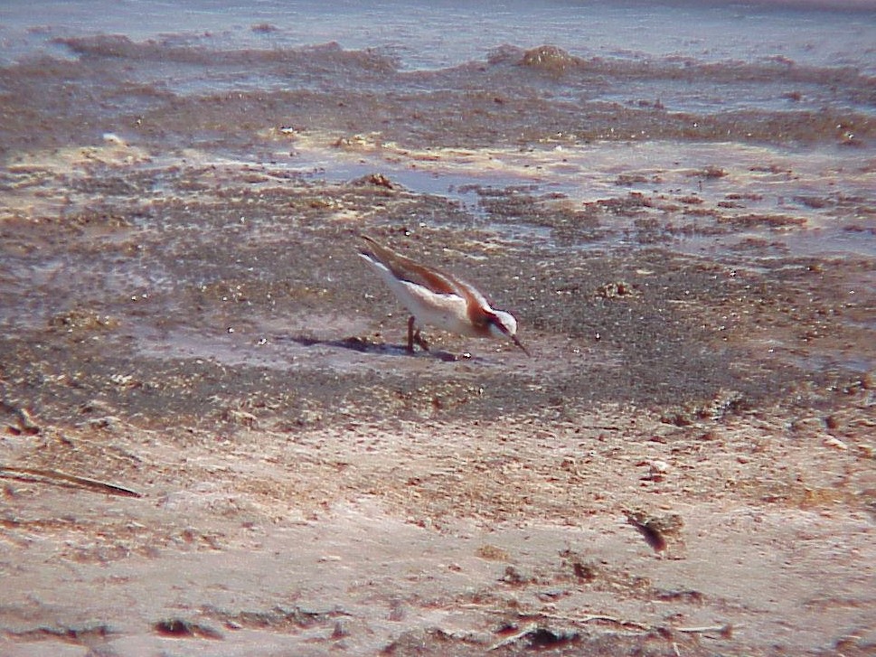 Wilson's Phalarope - ML409842241