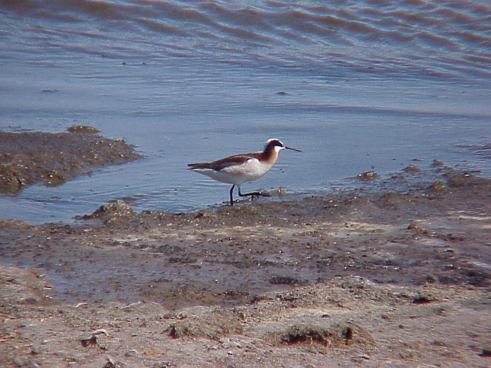 Wilson's Phalarope - ML409842251