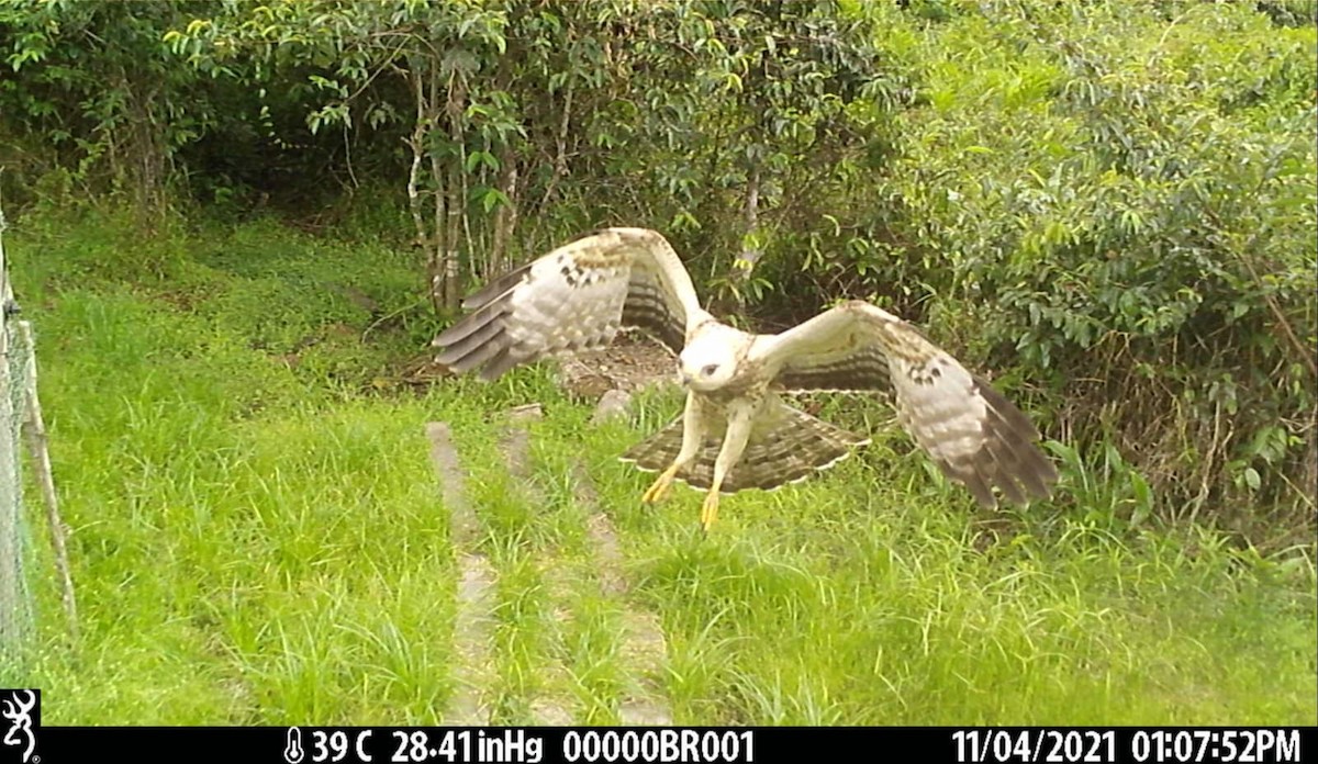 European Honey-buzzard - Aspinall Foundation