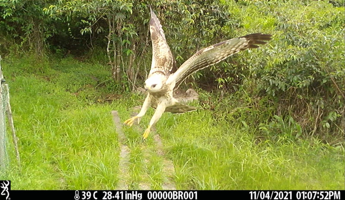 European Honey-buzzard - ML409842351