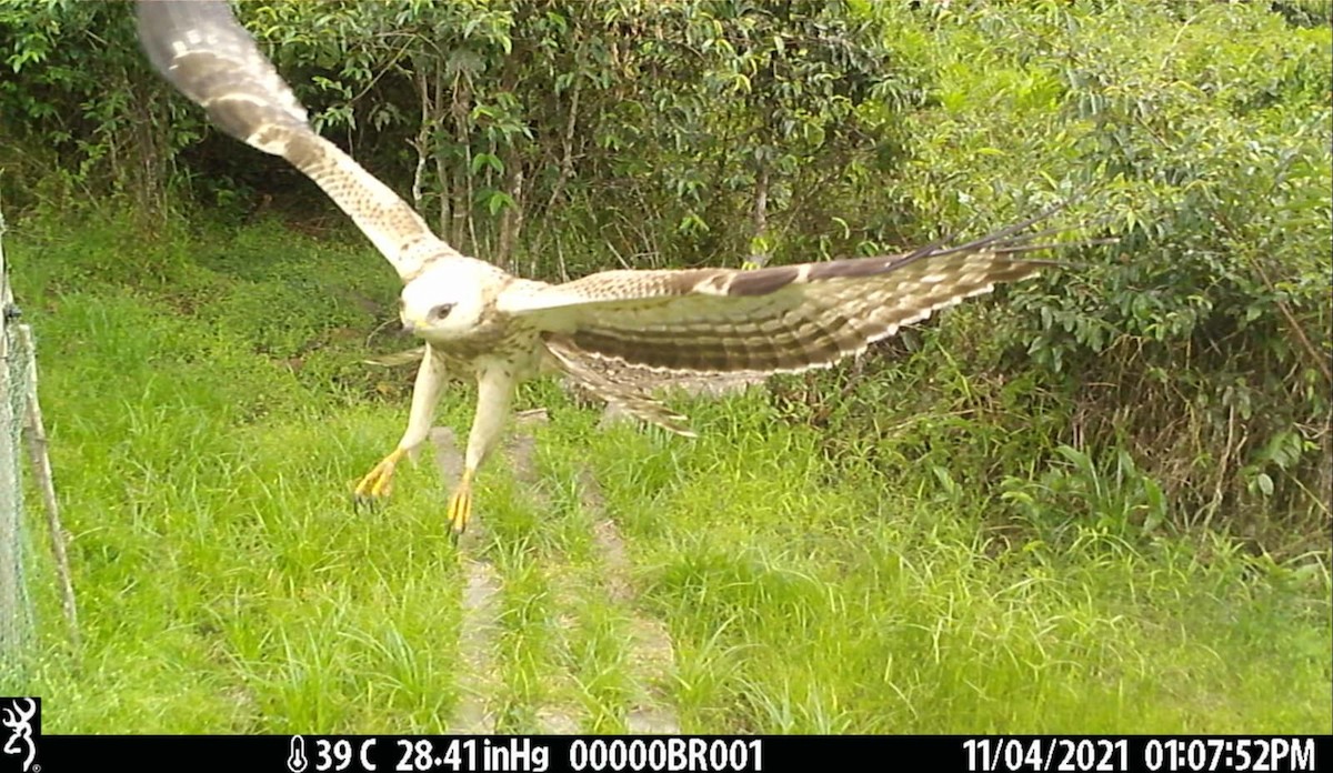 European Honey-buzzard - Aspinall Foundation