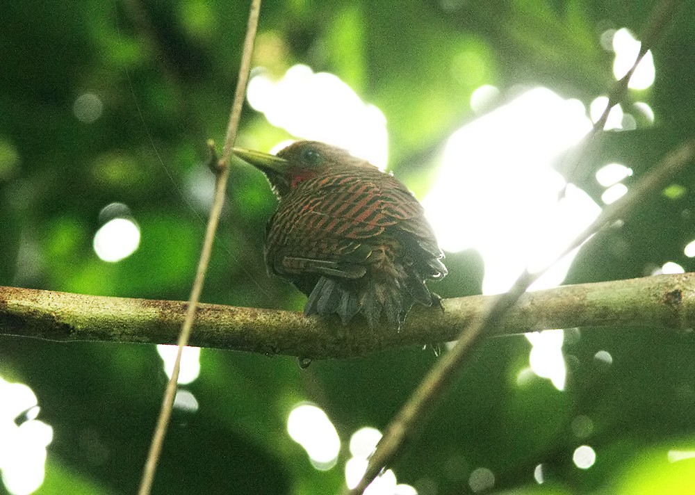 Waved Woodpecker (Waved) - ML409843571