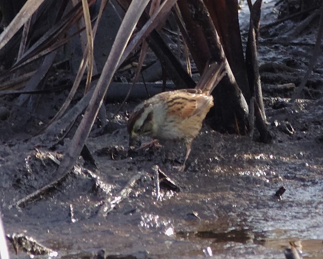 Swamp Sparrow - ML40984411