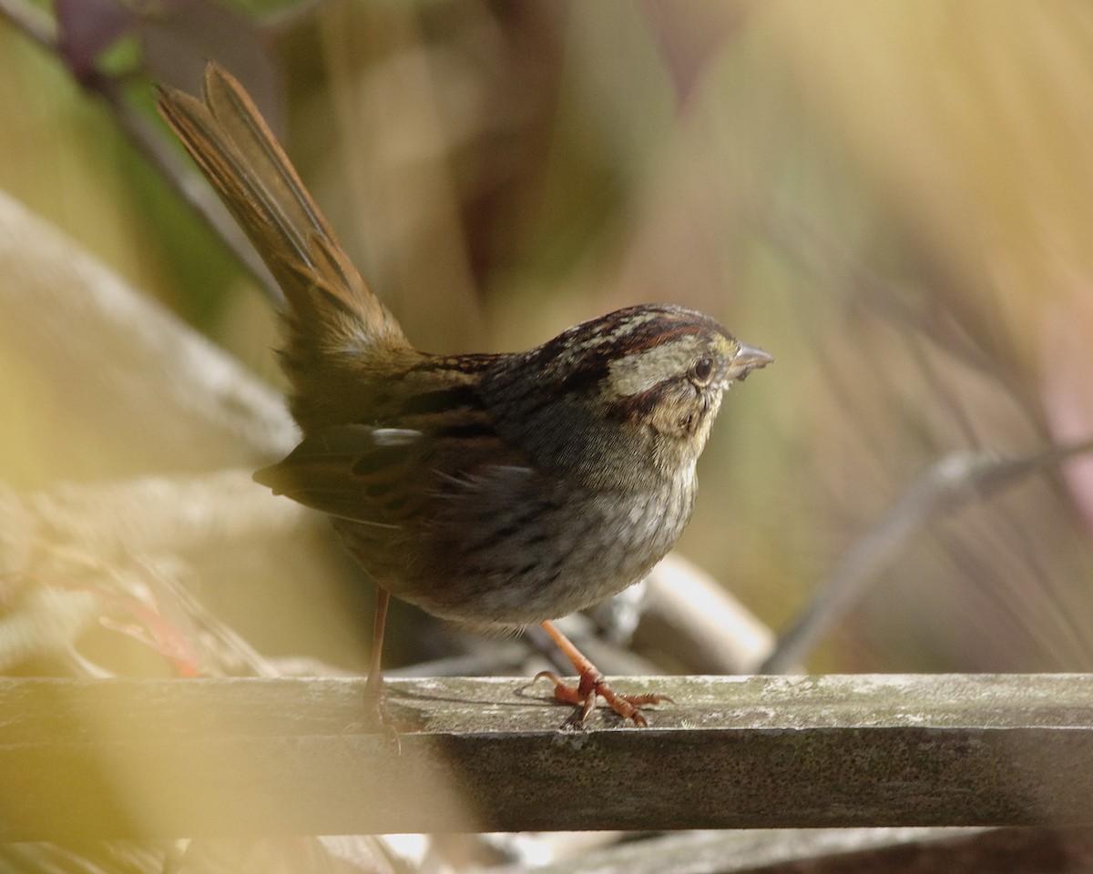 Swamp Sparrow - ML40984431