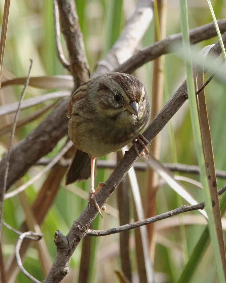 Swamp Sparrow - ML40984441