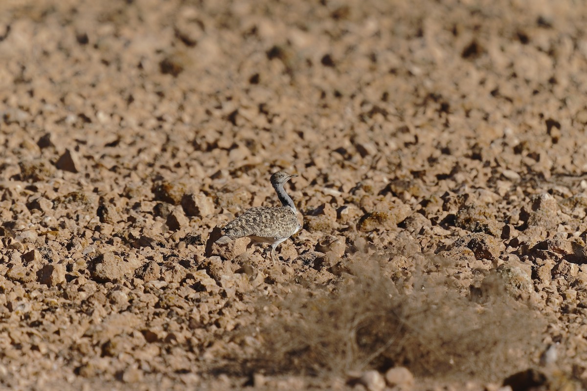 Houbara Bustard (Canary Is.) - ML409844461