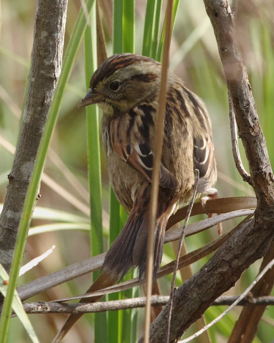 Swamp Sparrow - ML40984451