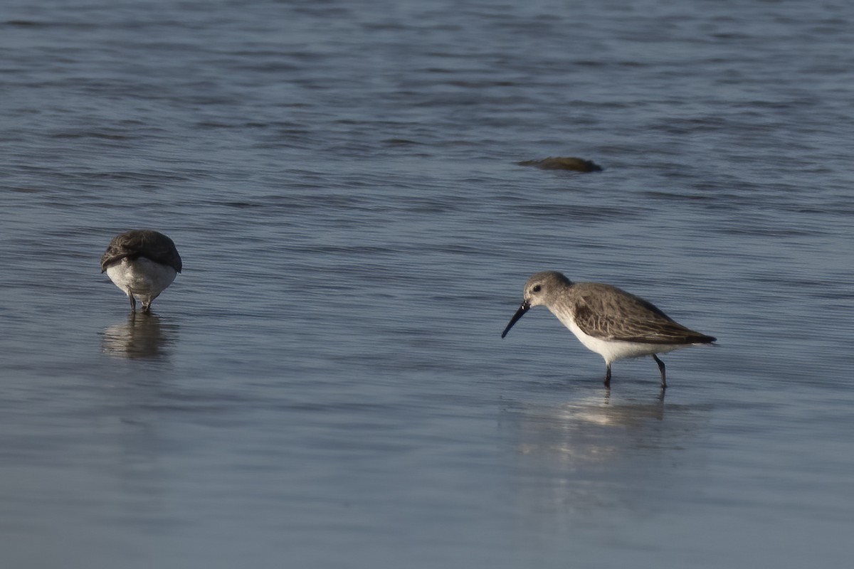 Dunlin - ML409844661