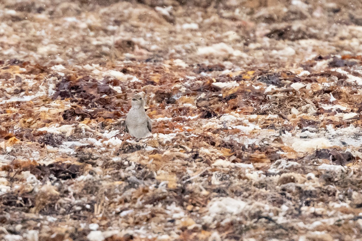 Oriental Pratincole - Clinton Nash & Maria Nicolaou