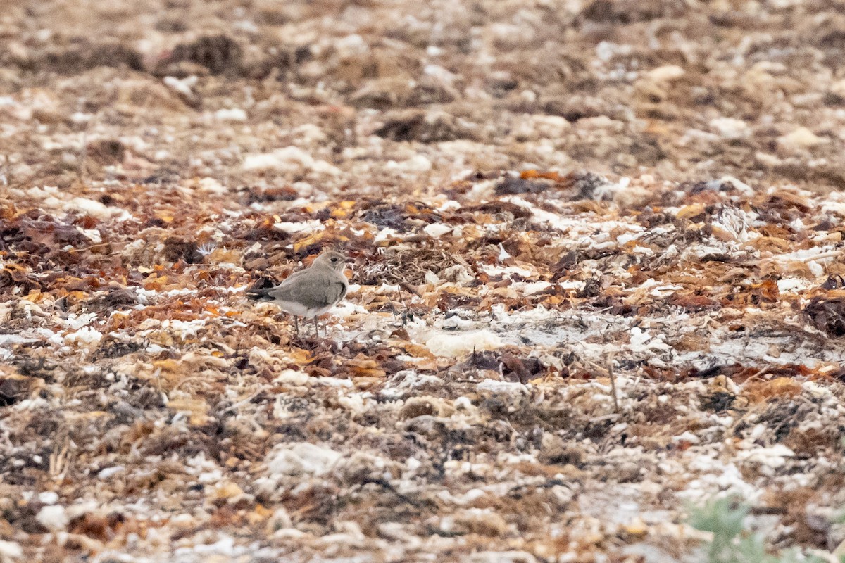 Oriental Pratincole - ML409845161