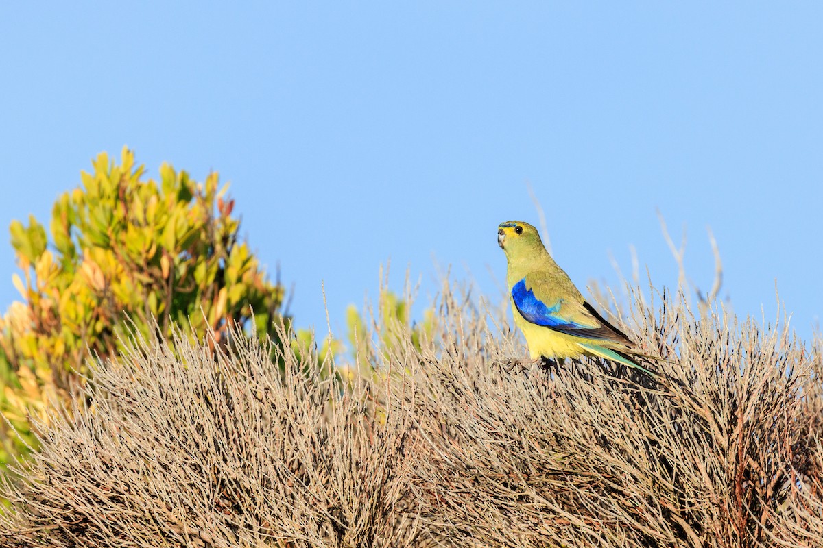 Blue-winged Parrot - ML409846701