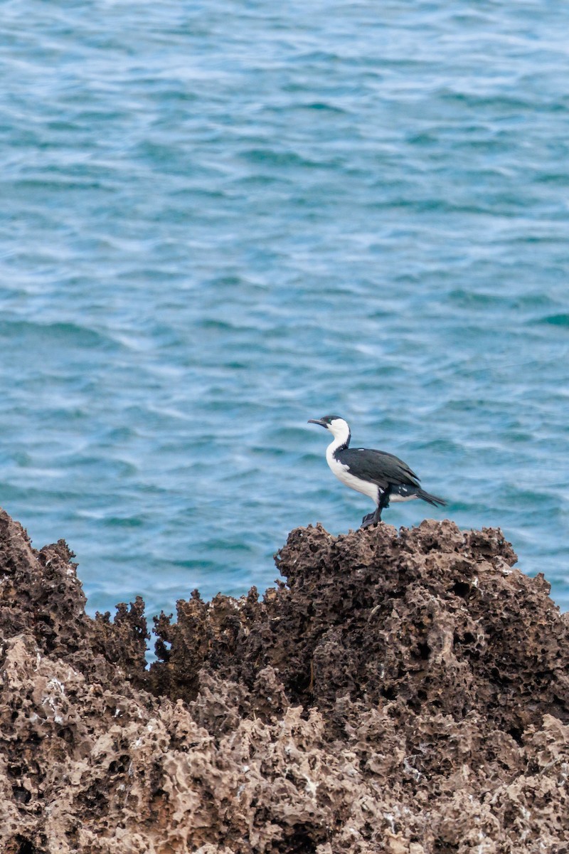 Black-faced Cormorant - ML409848161