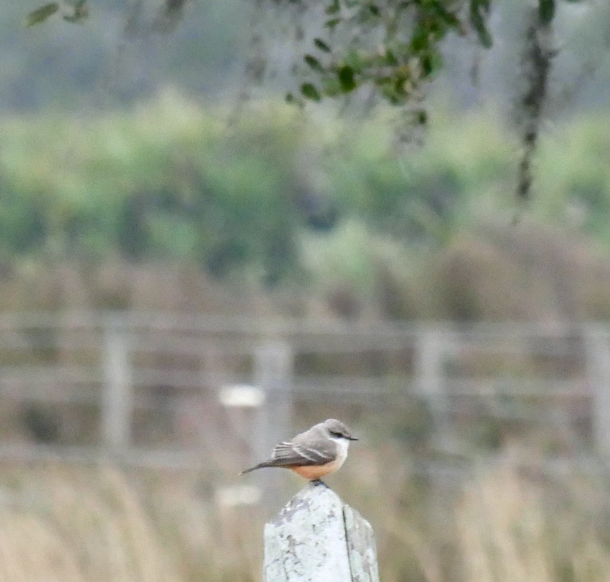 Vermilion Flycatcher - Rebecca Smith