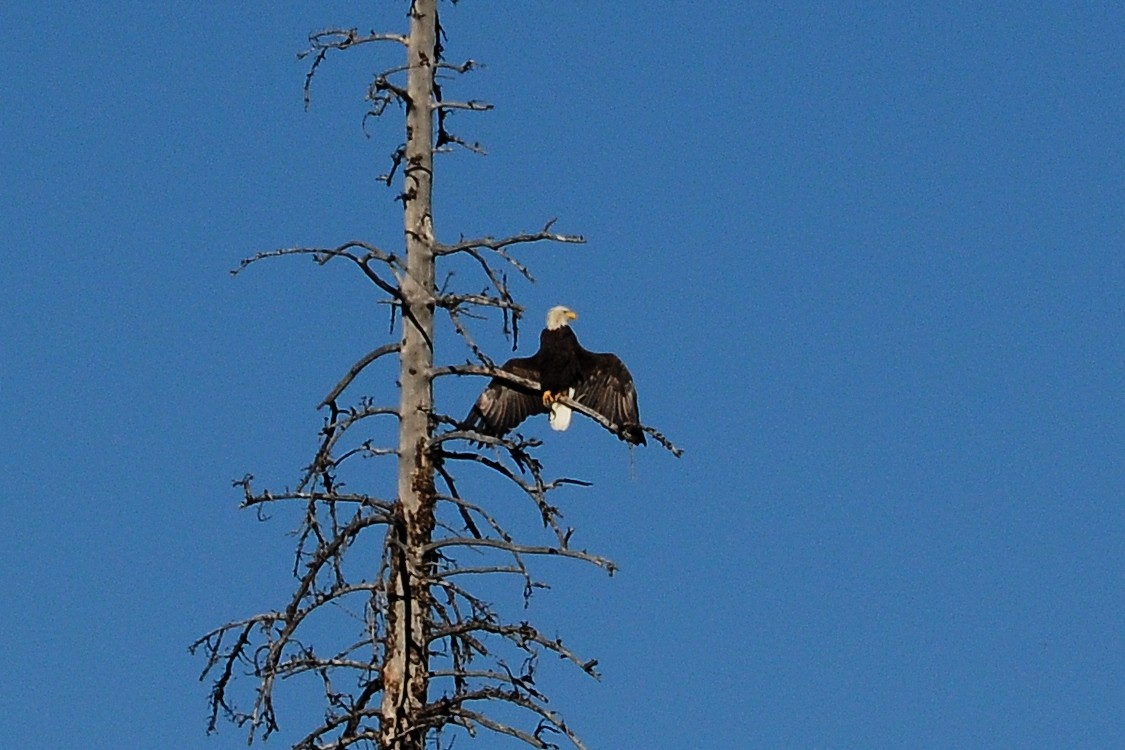 Bald Eagle - ML40984921