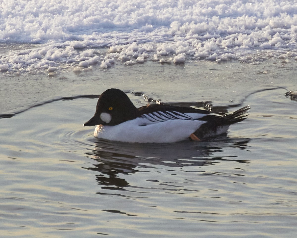 kvinand - ML409849291