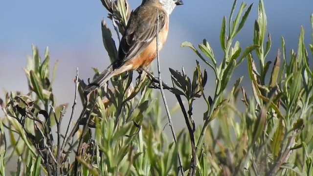 Marsh Seedeater - ML409849791