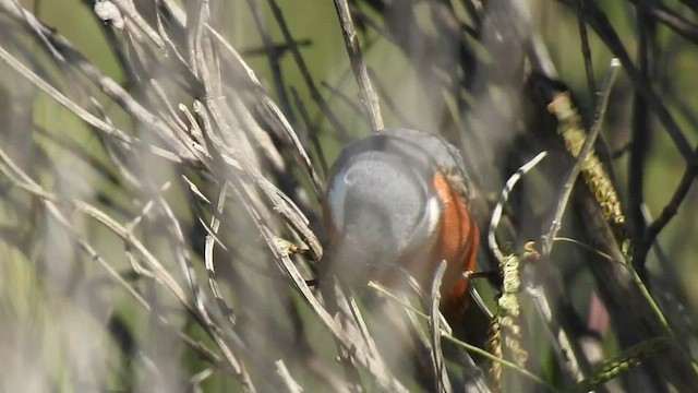 Marsh Seedeater - ML409849821