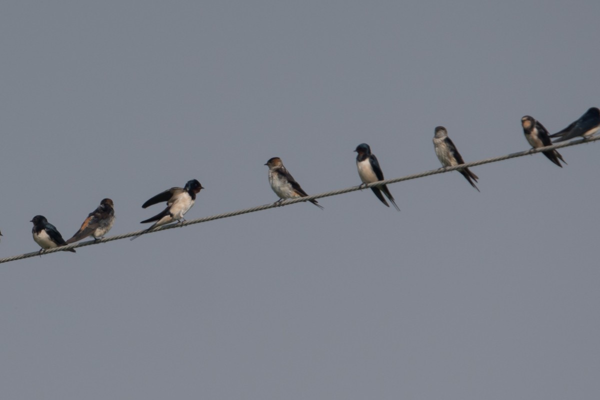 Eastern Red-rumped Swallow - ML409850071