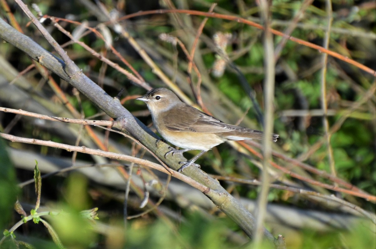 Garden Warbler - ML409850231