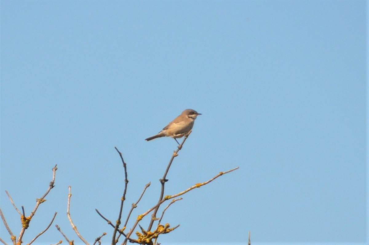 Lesser Whitethroat (Lesser) - ML409850271