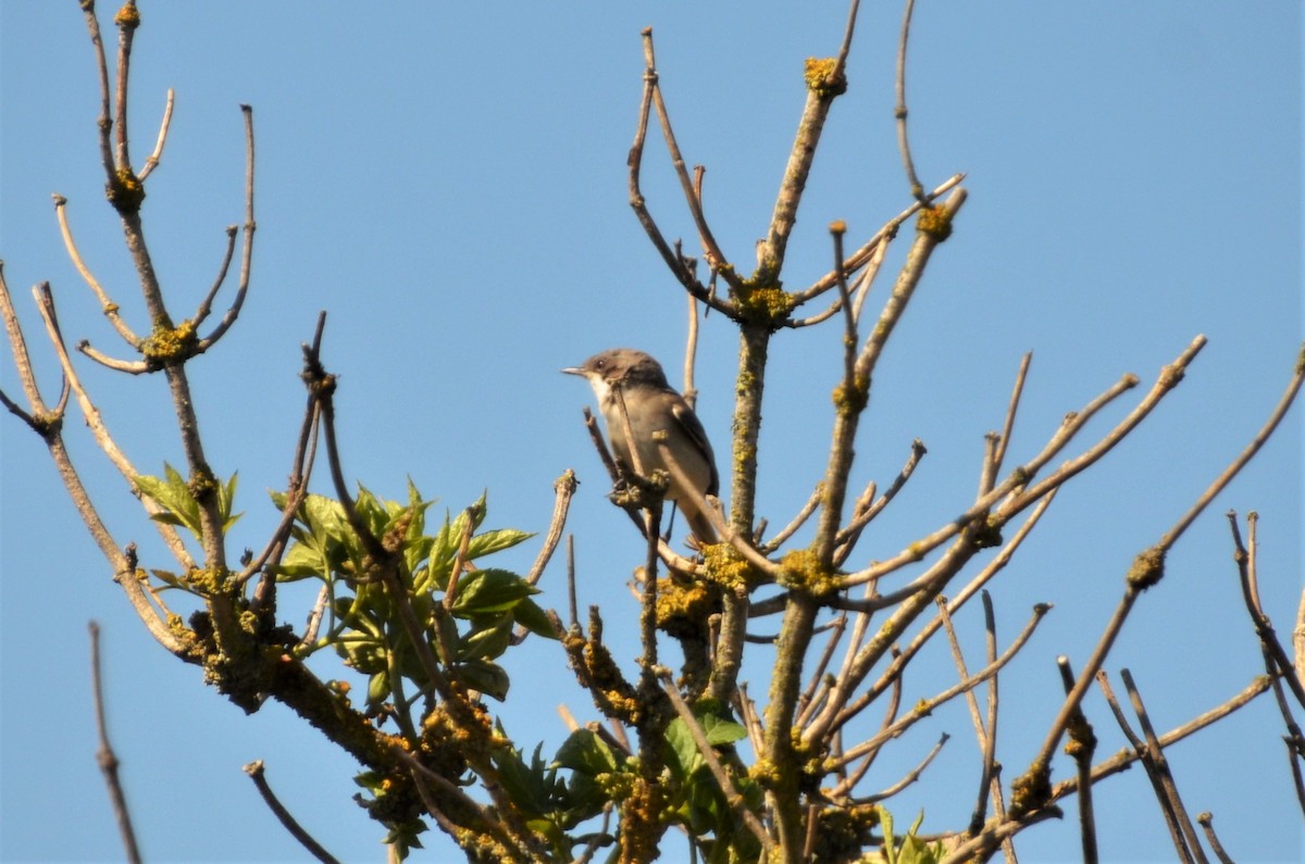 Lesser Whitethroat (Lesser) - ML409850281