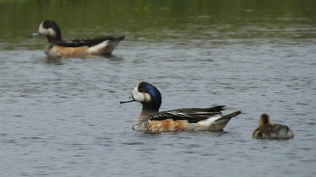 Chiloe Wigeon - ML409850331