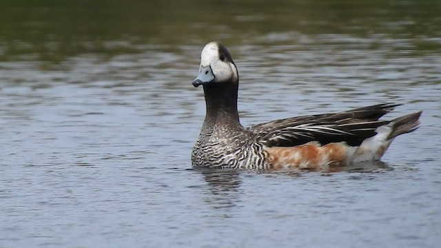 Chiloe Wigeon - ML409850351