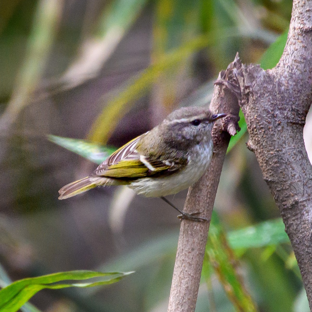 Hume's Warbler - ML409850501