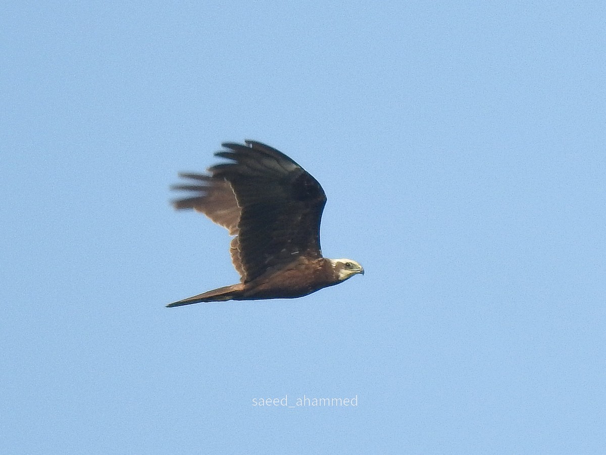 Western Marsh Harrier - ML409850641