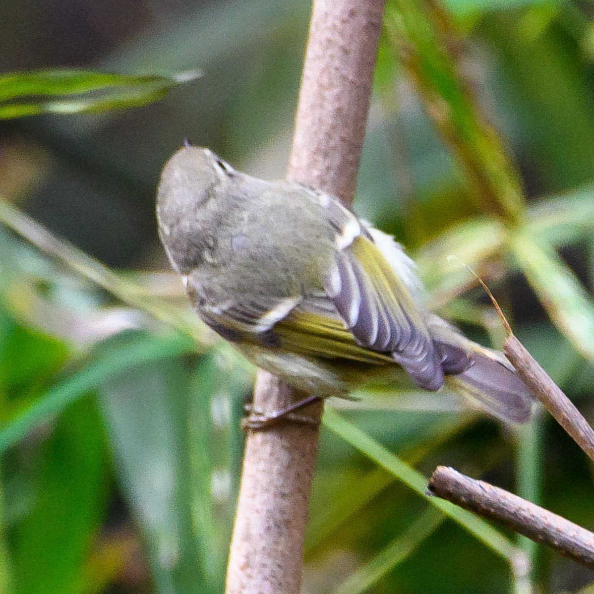 Hume's Warbler - ML409850711