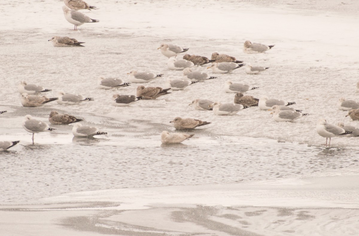 Glaucous Gull - Amy Downing