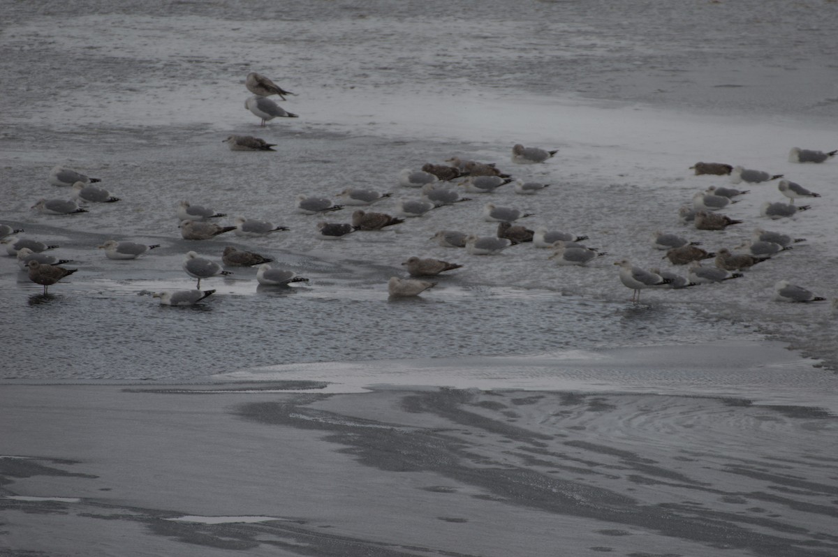 Glaucous Gull - ML409851531