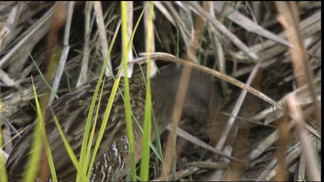 Clapper Rail - ML409852