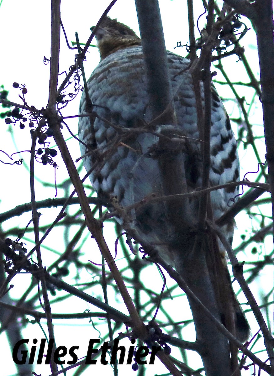 Ruffed Grouse - ML409852091