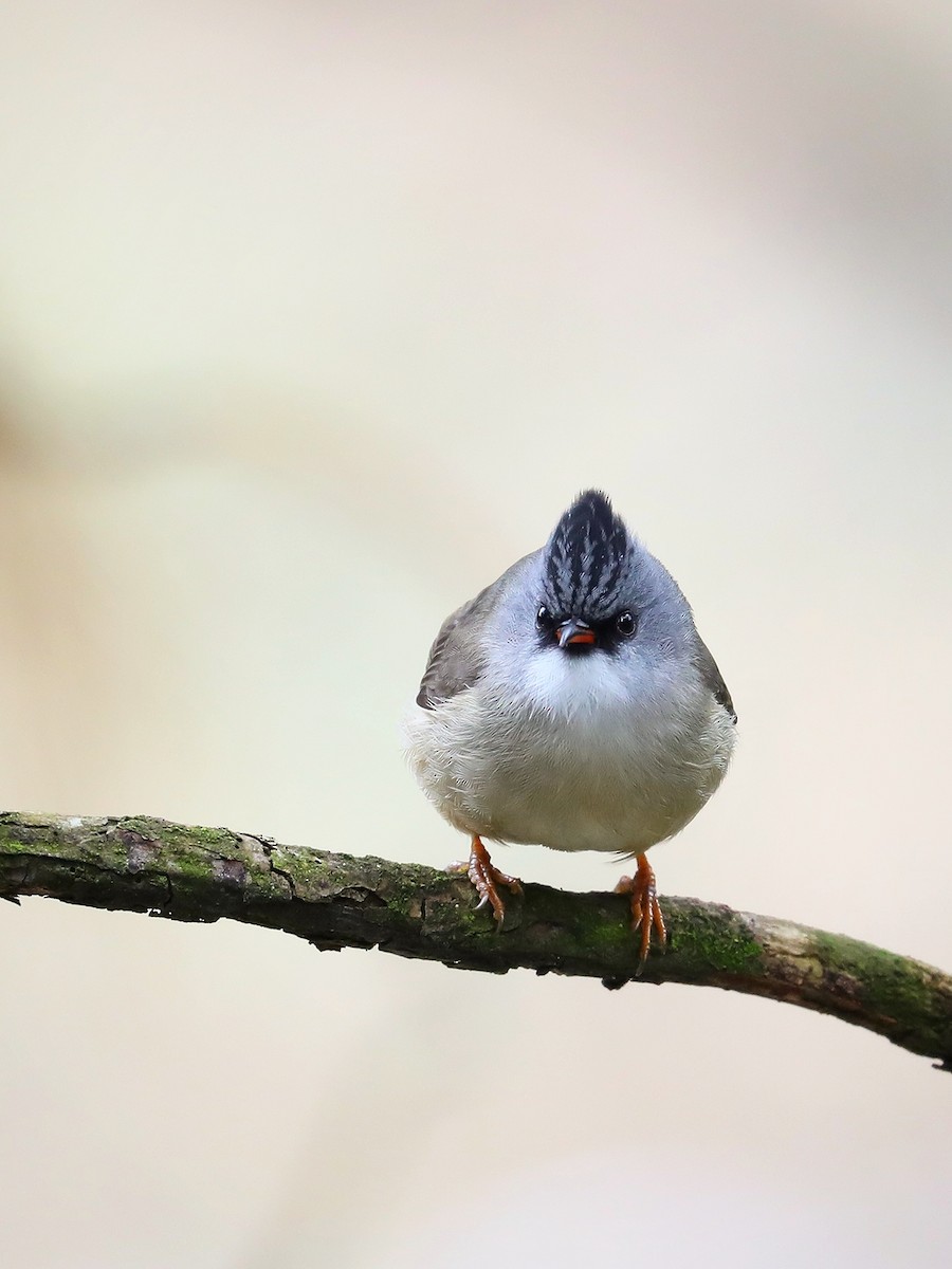 Black-chinned Yuhina - Matthias Alberti
