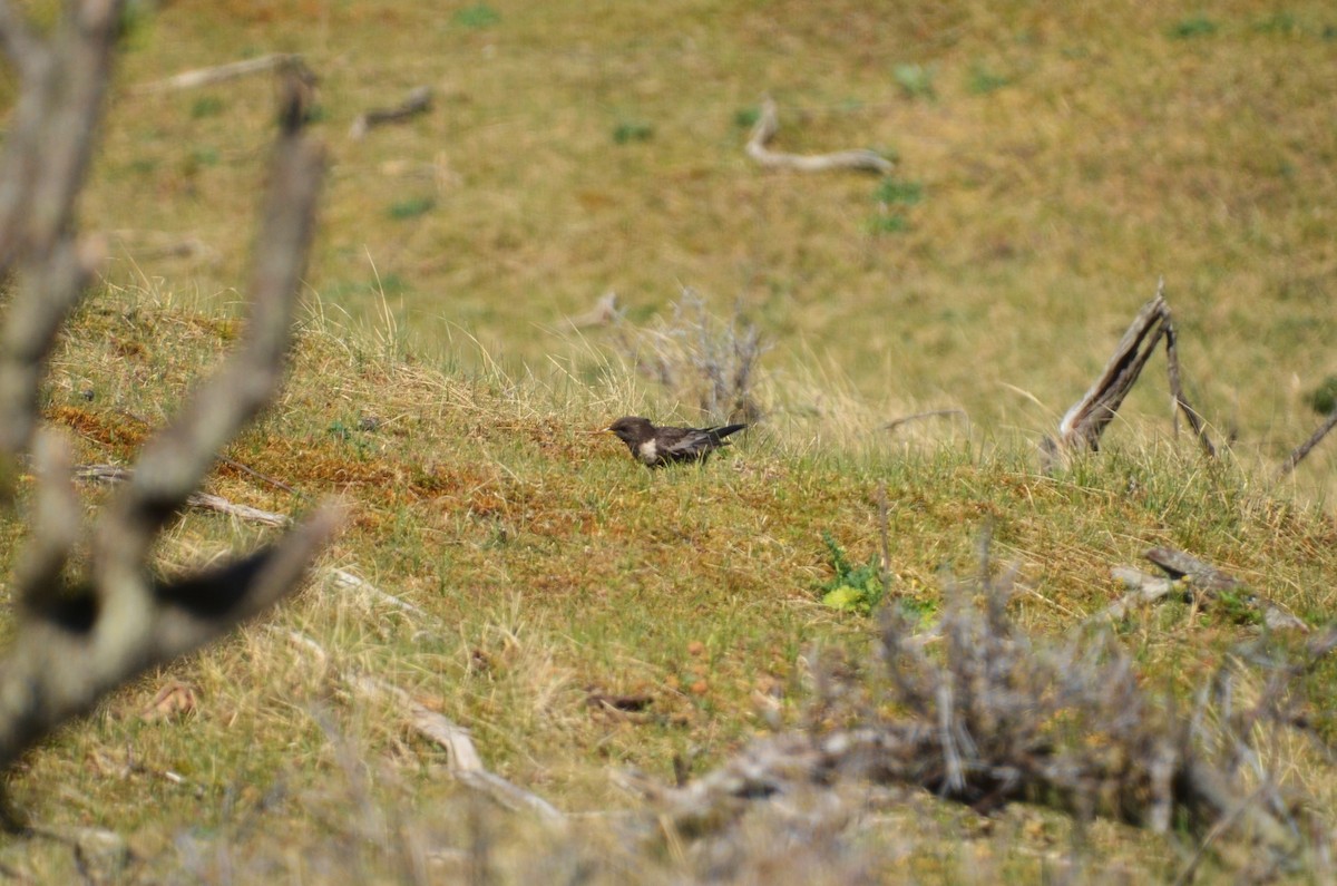 Ring Ouzel - Christiaan Trommel