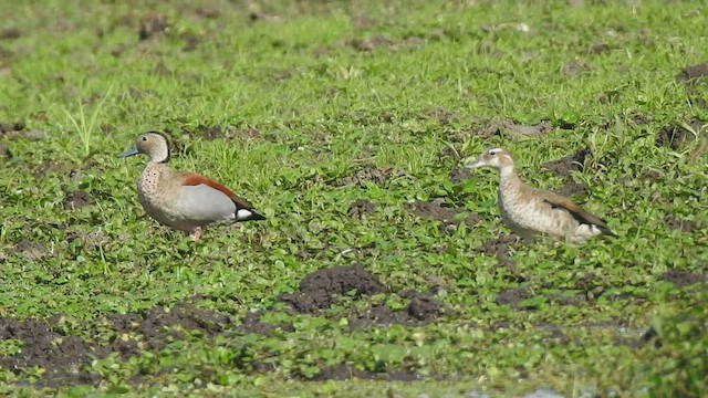 Ringed Teal - ML409852941