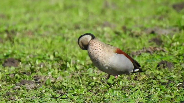 Ringed Teal - ML409852991