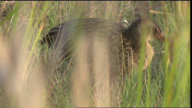 Clapper Rail - ML409853